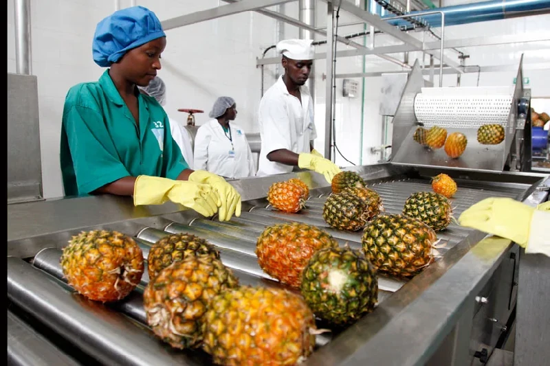 site vitrine transformation agricole Cameroun - TH WEB AGENCE